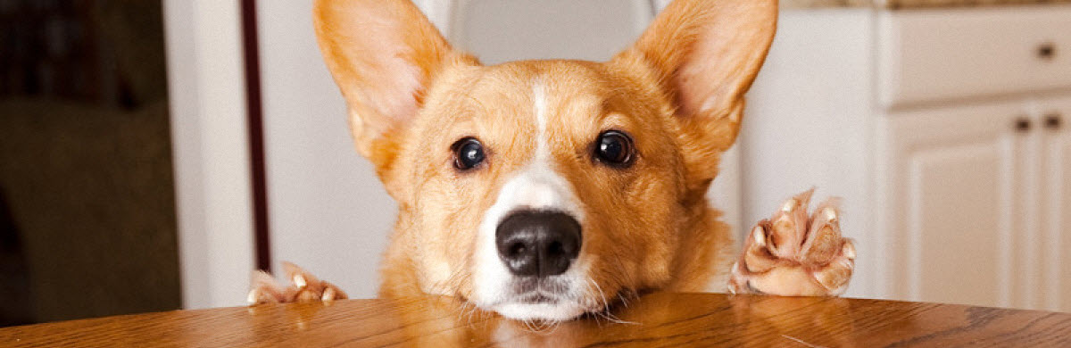 FOOD FOR DOGS