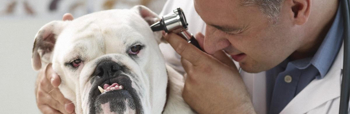 VETERINARSKE AMBULANTE PODGORICA CRNA GORA